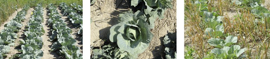 Photos of early, intermediate, and late kill-date plots in cabbage (from left to right). 