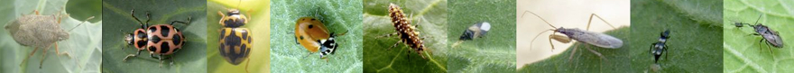 Photo of generalist predators (from left to right): the spined soldier bug (Podisus maculiventris (Say), pink lady beetle (Coleomegilla maculata (DeGeer), fourteen spotted lady beetle (Propylaea quatuordecimpunctata (Linnaeus), convergent lady beetle (Hippodamia convergens (Guerin), lacewing larvae, minute pirate bug (Orius sp.), damsel bugs (Nabis sp.), predatory thrips (Aelothrips sp.), and big-eyed bug (Geocoris sp.).