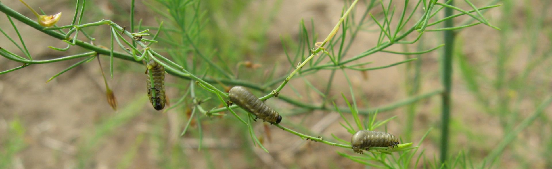 Asparagus beetle larvae